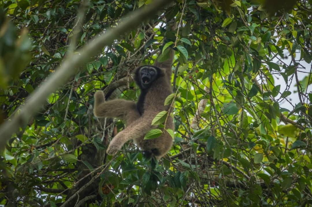 Sukau Backpackers Bed & Breakfast Bed & Breakfast エクステリア 写真